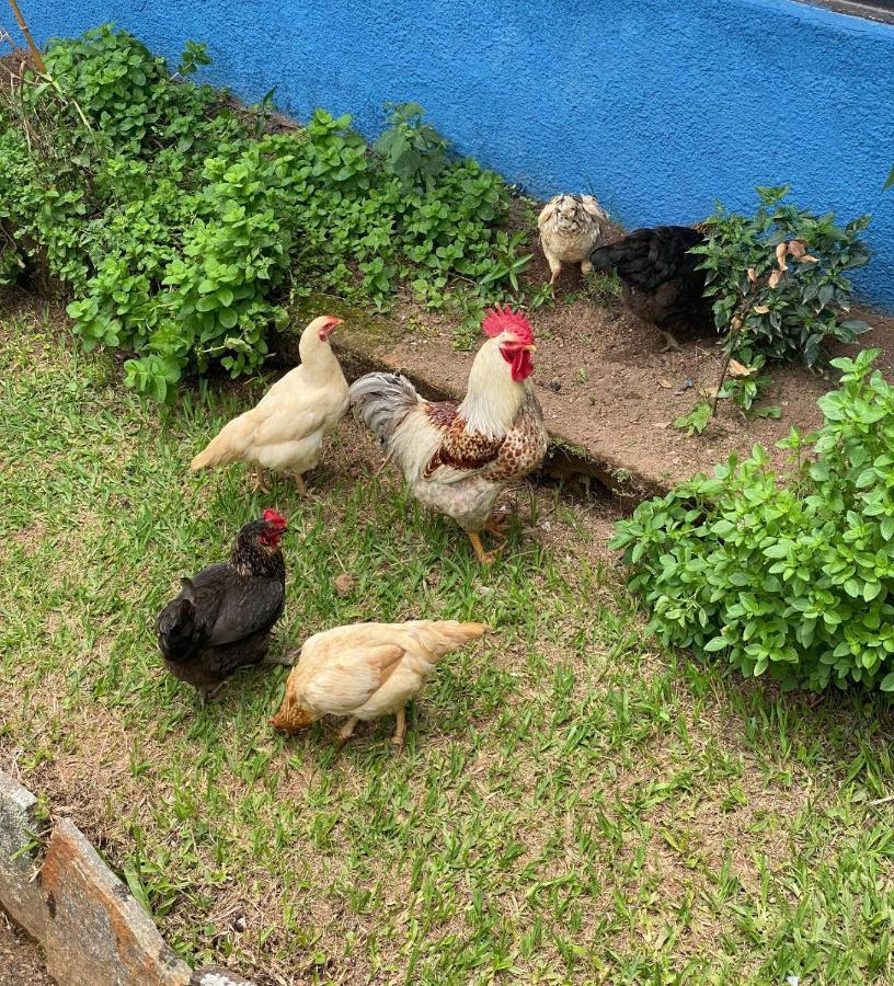 Hotel Fazenda Bonanza Engenheiro Paulo de Frontin ภายนอก รูปภาพ