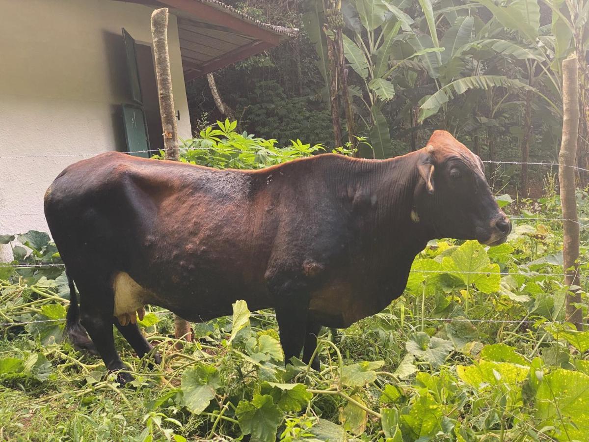 Hotel Fazenda Bonanza Engenheiro Paulo de Frontin ภายนอก รูปภาพ